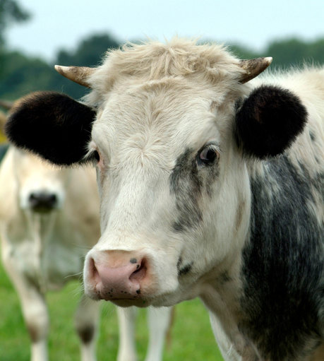 MPS Cattle Close Up 2