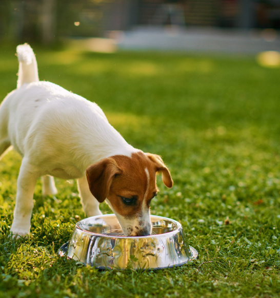 Pet Treats Sub Industry