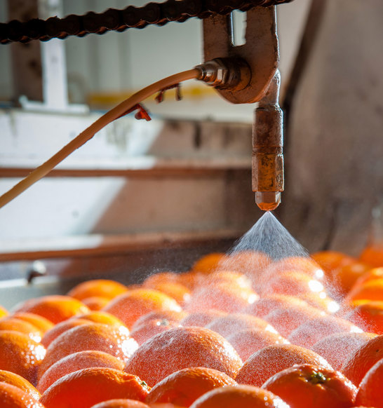 Citrus Coating And Treatment