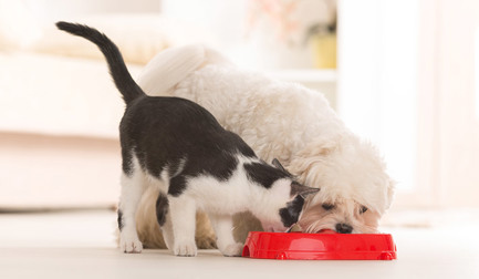 Tapping into the pet food potential: how FTNON’s new solutions can make a difference