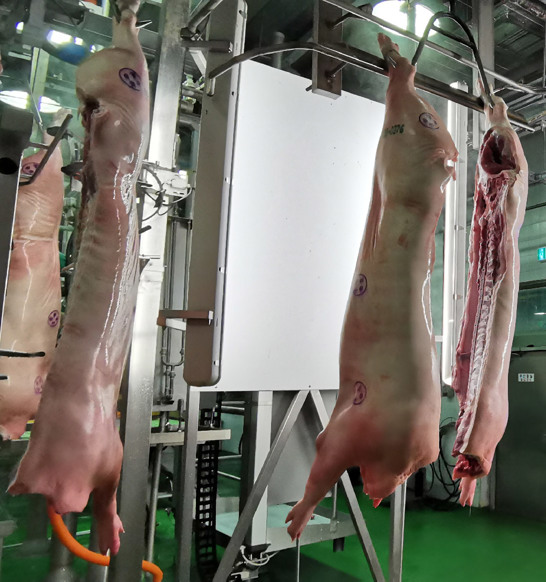 Pork Carcass Grading