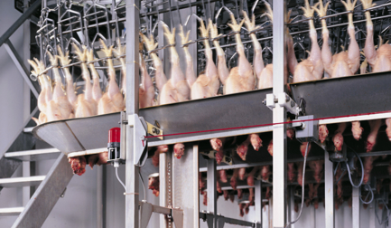 How to manage rigor mortis in poultry processing?