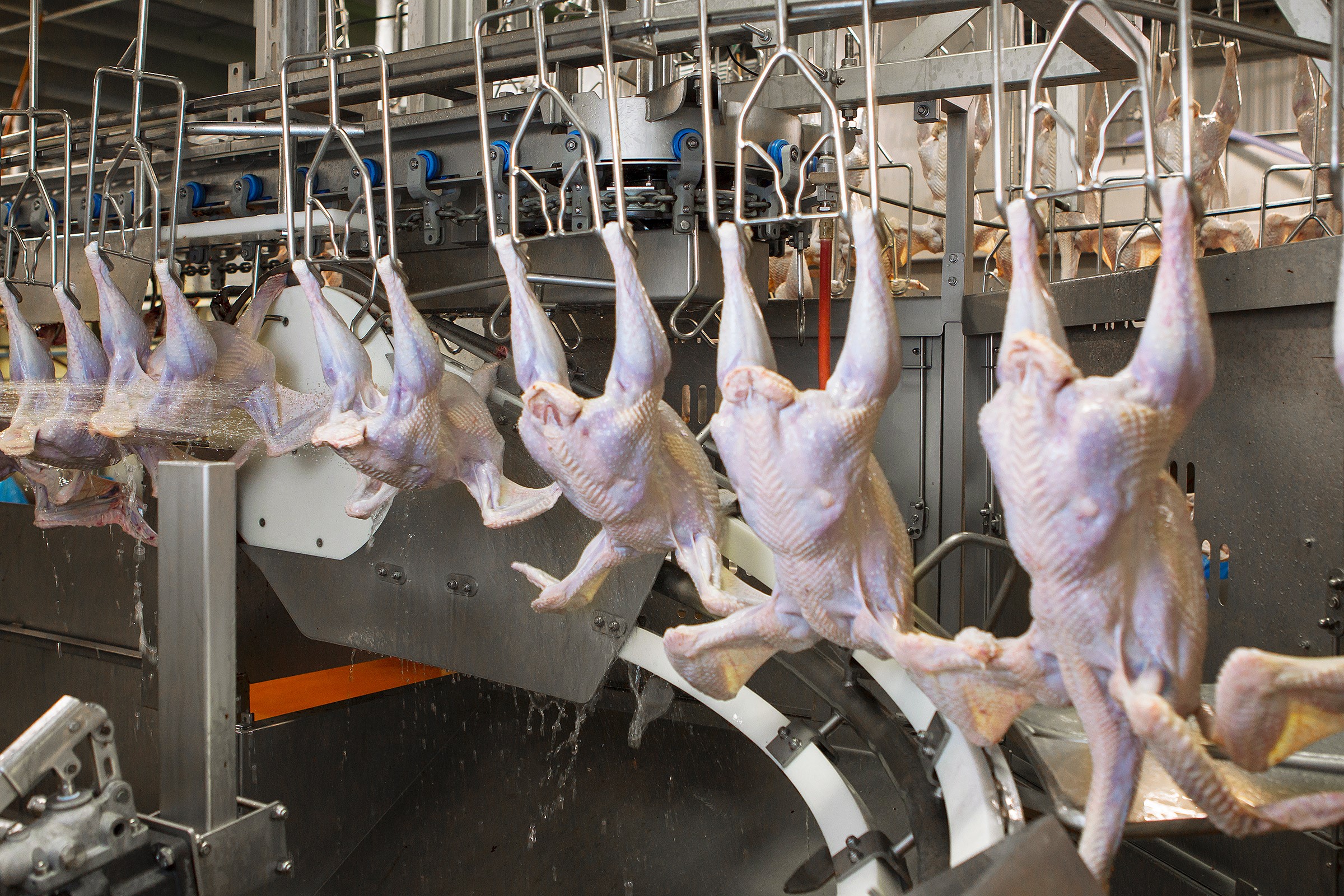 Primary Turkey Processing