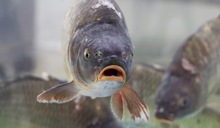 Rethinking salmonoid supplies with land-based farming