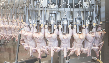 Apoio à evisceração