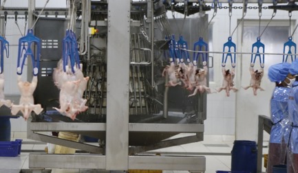JBT Marel supports the modernization of India’s poultry industry