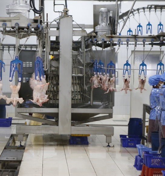 Coretech Light Blue Shackles