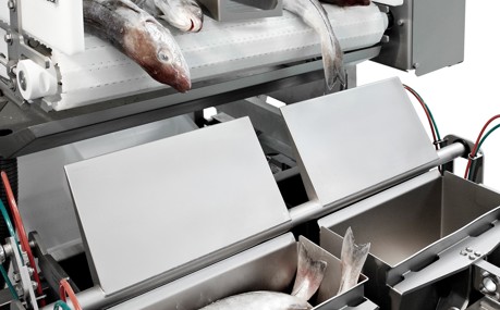 Speedbatcher for fish processing