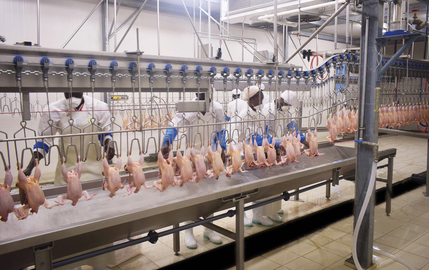 Poultry Overhead Conveyor Line
