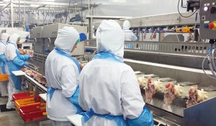 Europa Cuisson confirma sucesso da filetagem adaptativa de peito