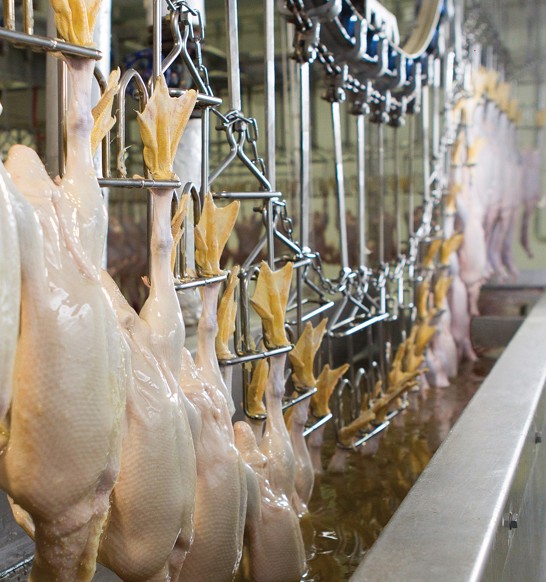 Duck Processing Inline Waxing Solution