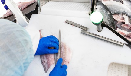 Instalação avança no processo de filetagem na Culmárex