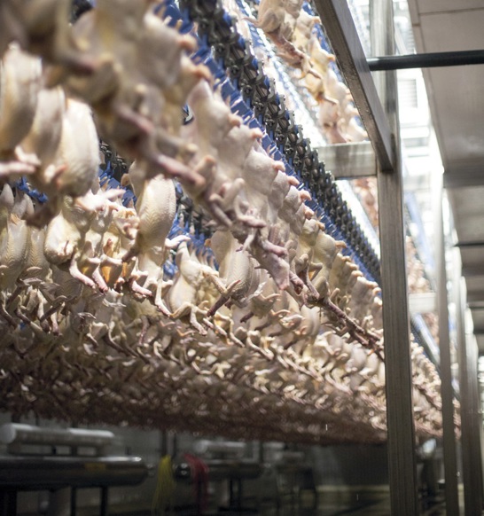 Downflow Plus Air Chilling