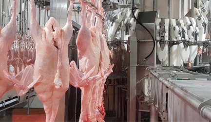 Como eviscerar um pato?