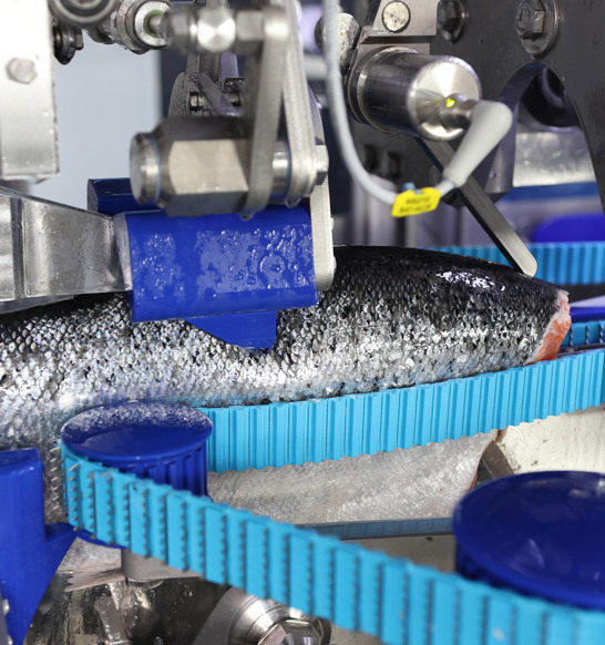 MS2750 Salmon Filleting Machine Cutting