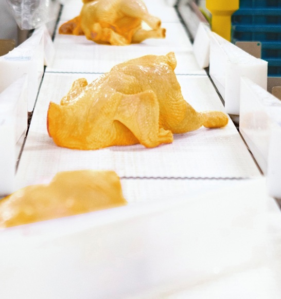 Compact Grader Whole Yellow Chicken