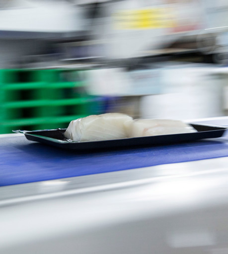 Morrisons Cod Conveyor Belt