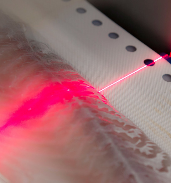 I Cut 11 Whitefish Laser