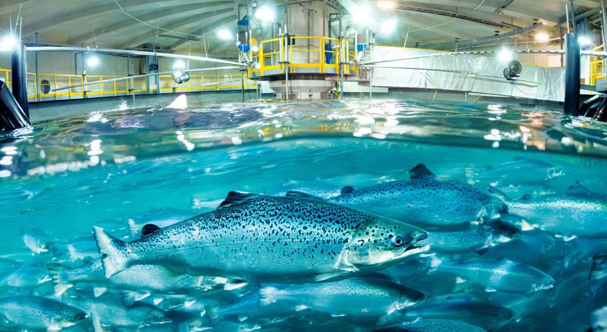Salmon Evolution Swim Water Fish