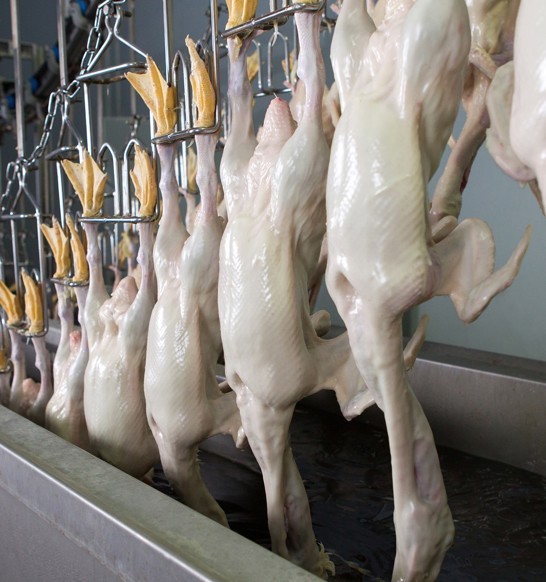 Ducks Waxing Systems