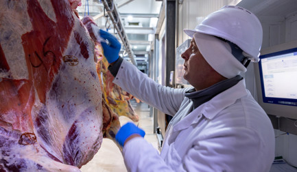 Três anos de operações avançadas na fábrica de processamento de carne bovina de Zakrzewscy