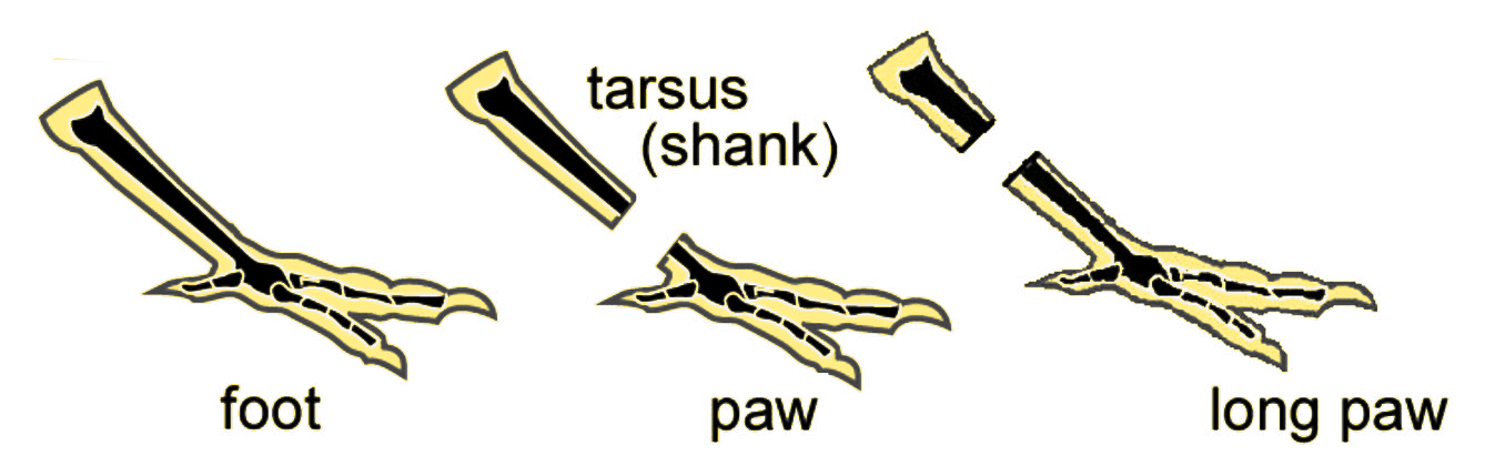 Foot Shank Paw Yellow