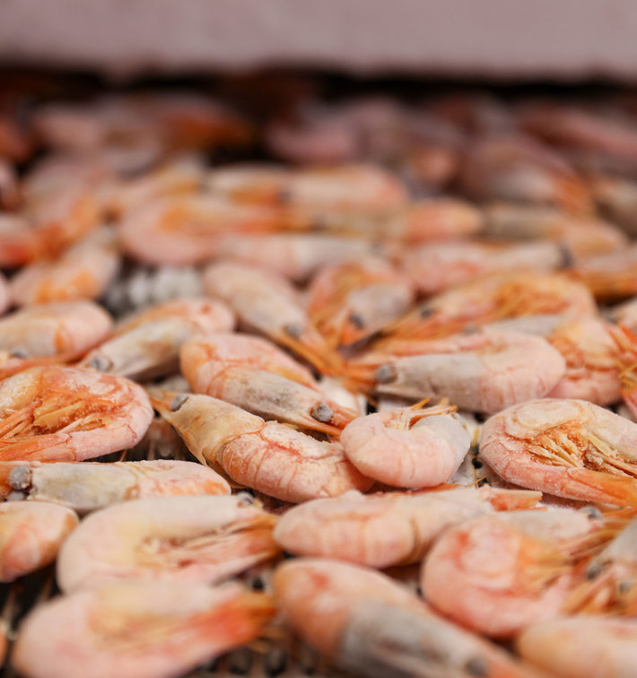 Red Shrimps Impingement Freeze