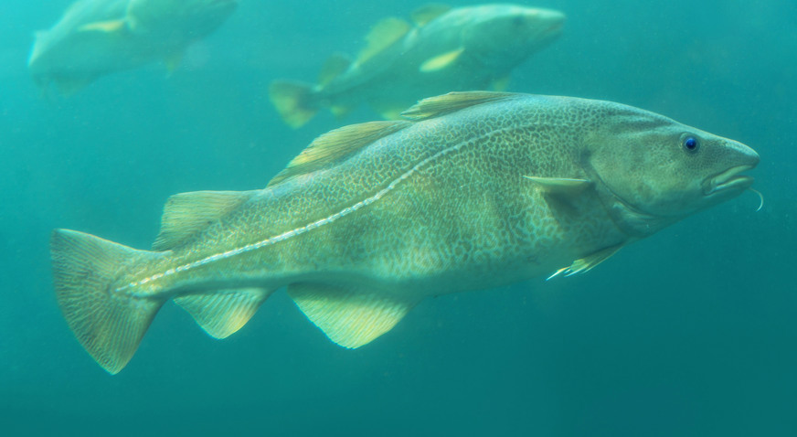 Fish General Article