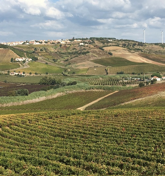 Wineyard Portugal
