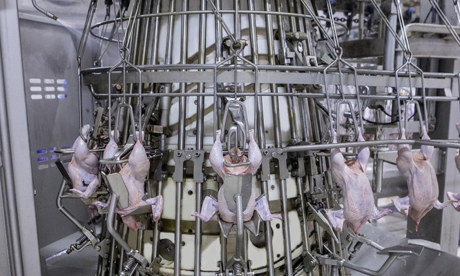 Evisceradora Nuova CoreTech