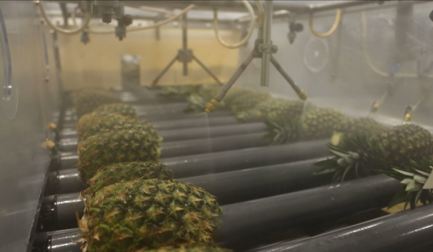 Behind every great pineapple is a story. And some amazing people.