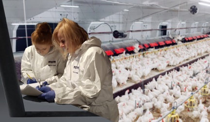 Pesquisa mEATquality com participação da Marel