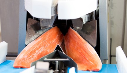 Salmon Filleting Process Solution