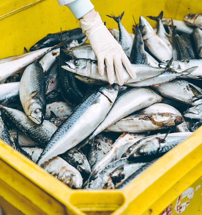 Mackerel Tray Inbound