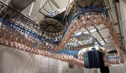 Peso e qualidade são dois atributos principais de uma ave, determinando a lucratividade para o processador